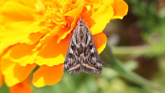 Loxostege cereralis