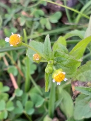 Galinsoga parviflora