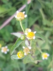 Galinsoga parviflora