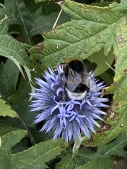 Bombus terrestris