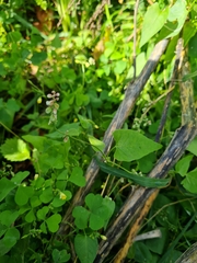 Fallopia