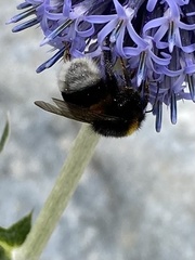 Bombus terrestris