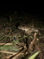 Fejervarya cancrivora