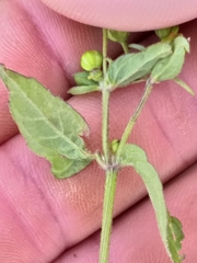 Galinsoga parviflora