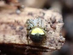Araneus albotriangulus