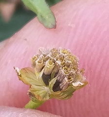 Galinsoga parviflora