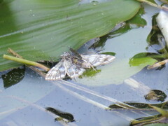 Elophila nymphaeata