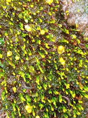 Eccremidium pulchellum