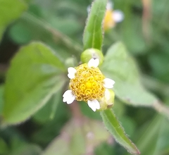 Galinsoga parviflora