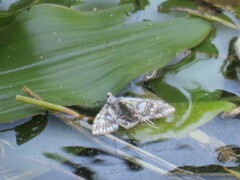 Elophila nymphaeata