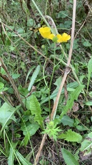Ranunculus polyanthemos