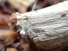 Leucauge dromedaria