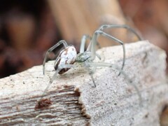 Leucauge dromedaria