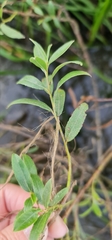 Salix triandra