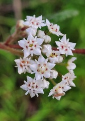 Commersonia dasyphylla