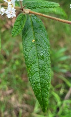 Commersonia dasyphylla