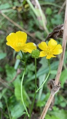 Ranunculus polyanthemos