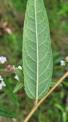 Commersonia dasyphylla