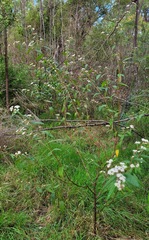 Commersonia dasyphylla