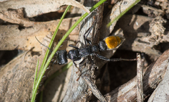 Myrmecia mandibularis