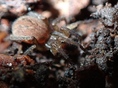 Miturgidae