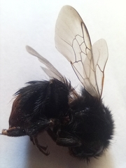 Bombus lapidarius
