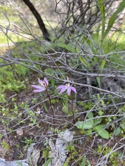 Caladenia