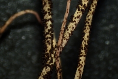 Ophiocordyceps