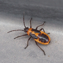 Tropidothorax sinensis