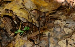 Ophiocordyceps