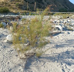 Tamarix ramosissima