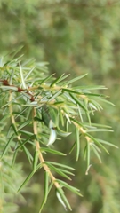 Oligotrophus juniperinus