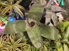 Aechmea fasciata