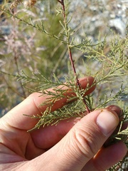 Tamarix ramosissima