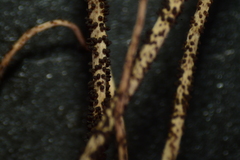 Ophiocordyceps