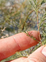 Tamarix ramosissima