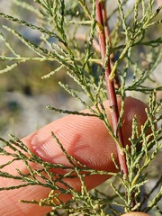 Tamarix ramosissima