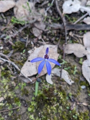 Cyanicula caerulea