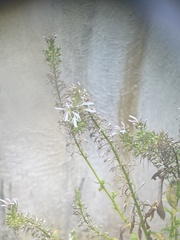 Lobelia philippinensis