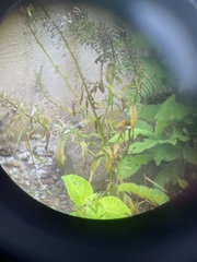 Lobelia philippinensis