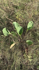 Plantago maxima
