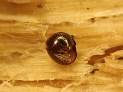 Agathidium