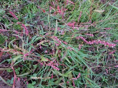 Persicaria minor