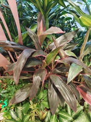 Cordyline fruticosa