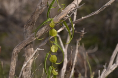 Dioscorea hastifolia