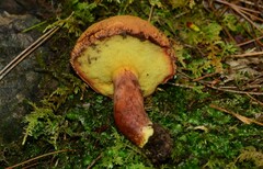 Buchwaldoboletus lignicola