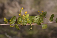 Acacia puncticulata