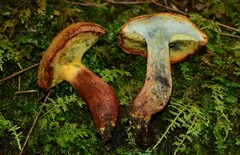 Buchwaldoboletus lignicola