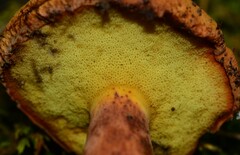 Buchwaldoboletus lignicola