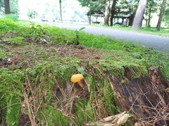 Buchwaldoboletus lignicola